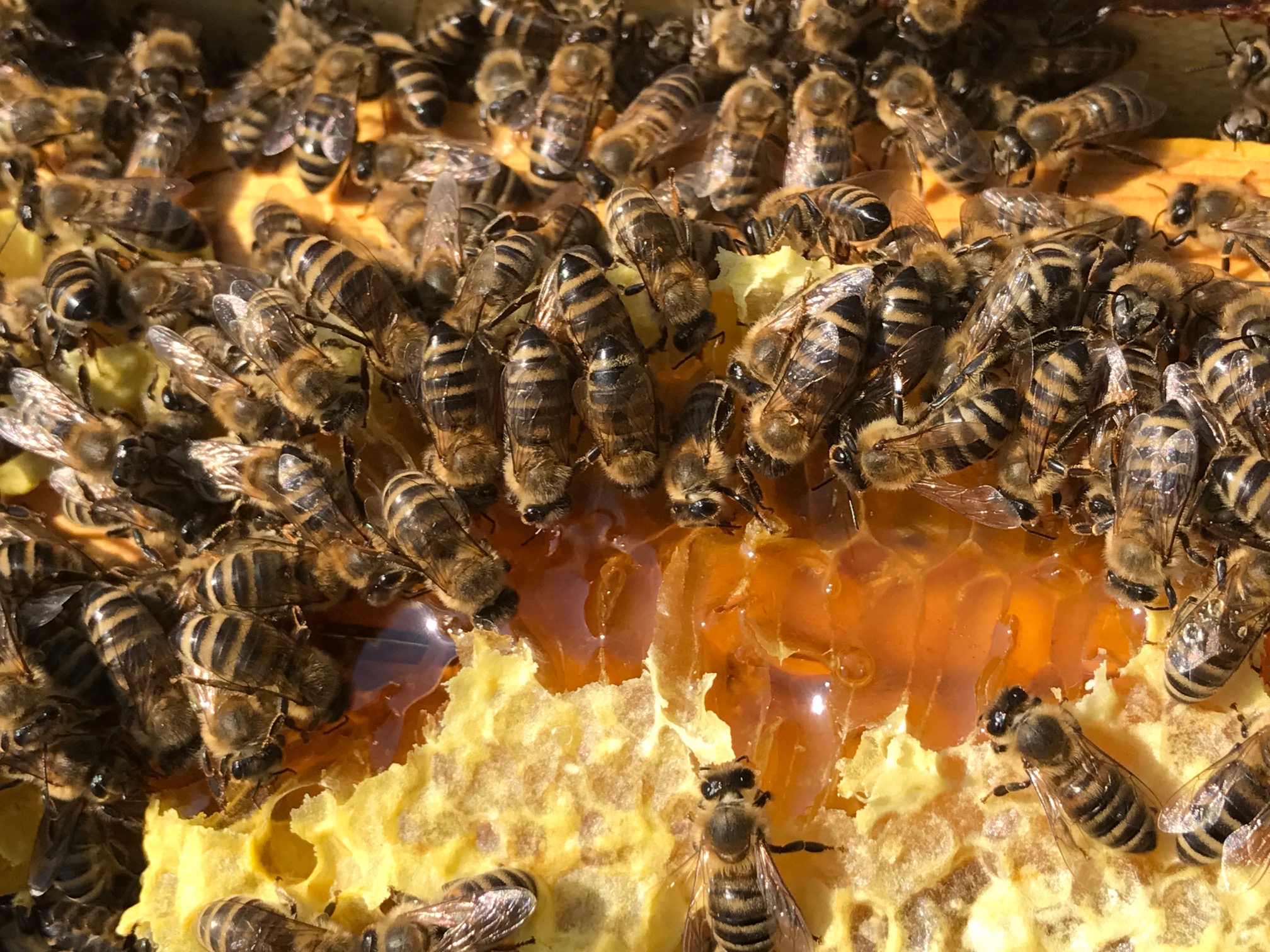 KATASTROFALNA LETINA: Čebelarji pridelali le dva kilograma medu na čebeljo družino