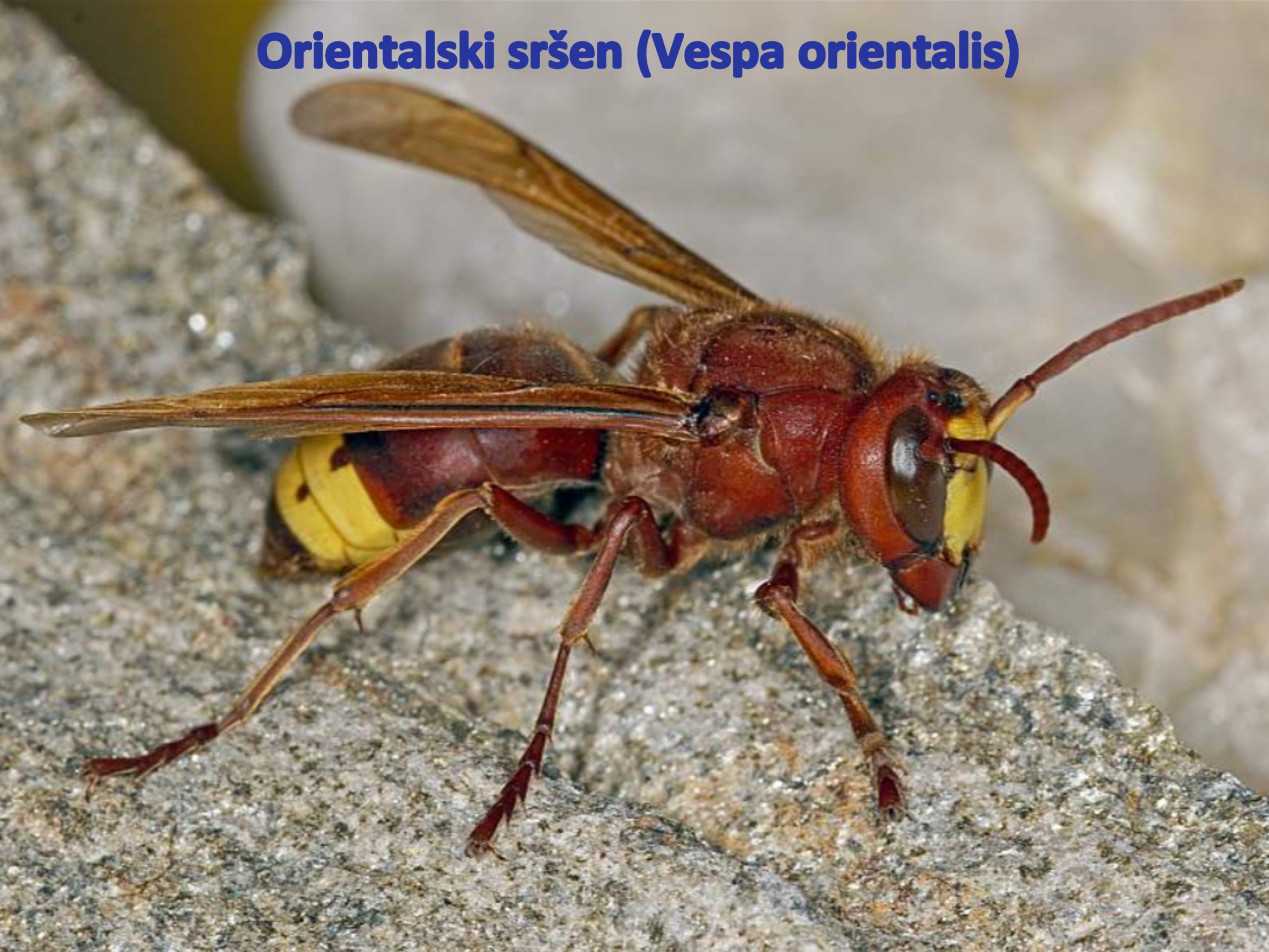 POJAV INVAZIVNEGA ORIENTALSKEGA SRŠENA V SLOVENIJI